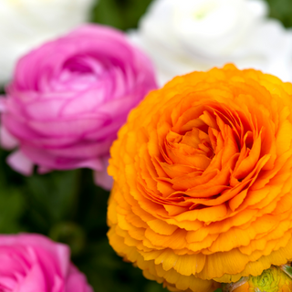Orange, white and pink ranunculus flowers